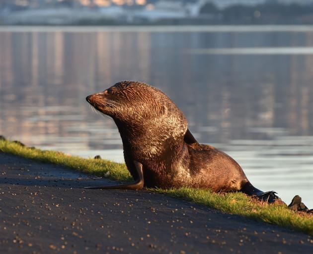 A fur seal on the Otago Peninsula cycleway in July 2021. PHOTO: ODT FILES