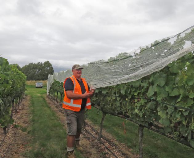 Vineyard worker Warren Bond guides an overhead net into place to join a side net already...
