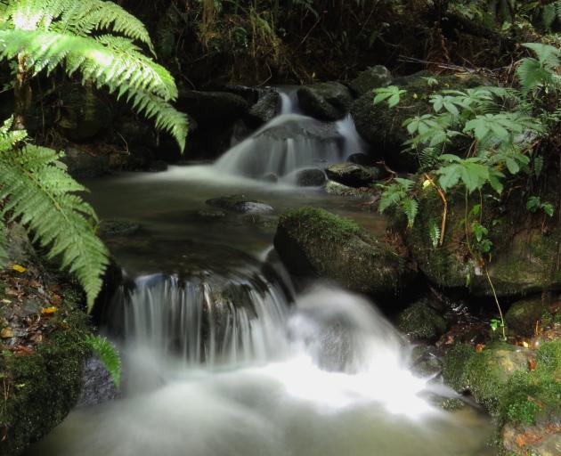 The abundance of life in Orokonui Stream is clearly indicative of its health. PHOTO: ALEX WELLER