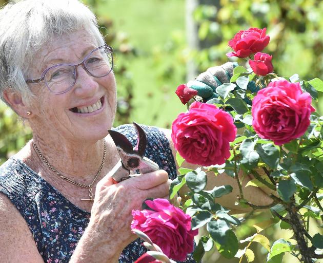 Chance to learn more about heritage roses | Otago Daily Times Online News