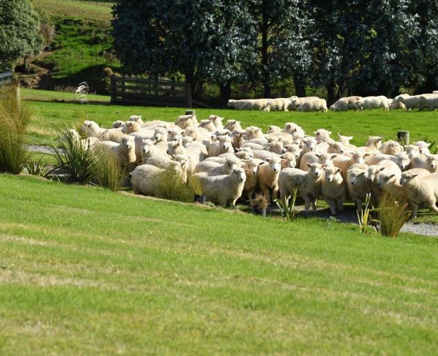 Sheep on the Hancox family’s farm in the Catlins.
