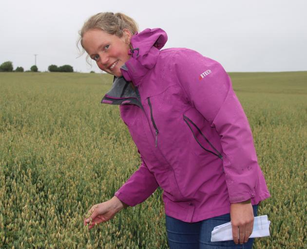 Dacre farmer Maaike Riemersma inspects oats growing in a trial plot during an oat field day held...