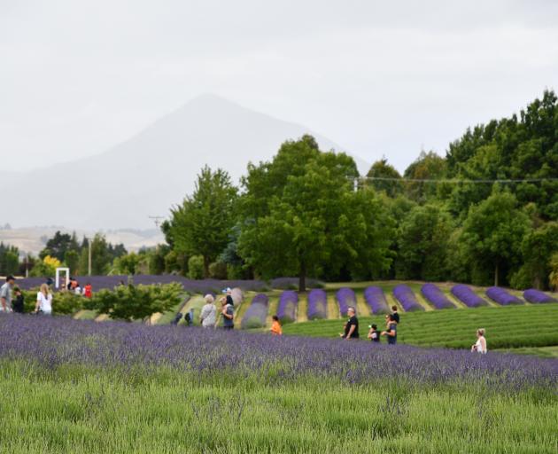 Holidaymakers enjoyed the aroma of the Wanaka Lavender Farm over the holiday period. PHOTO: LAURA...