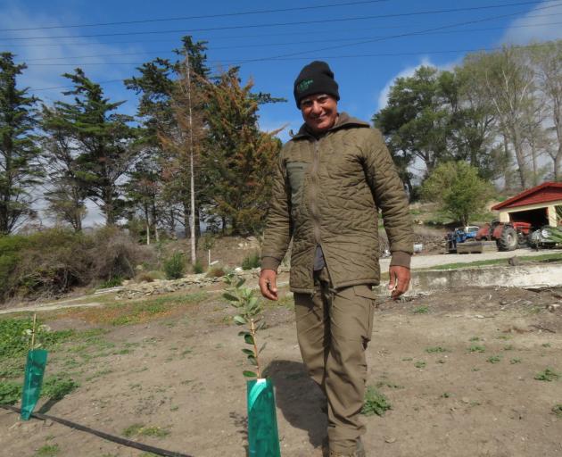 Orchardist Mal Dhillon hopes feijoas will prove commercially viable on his land and in the wider...