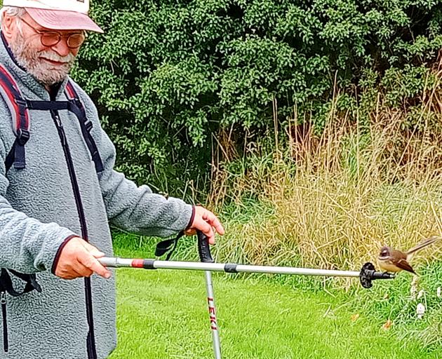 Robert Koller with a fantail on one of his walking poles. Photo: Supplied