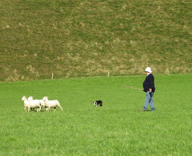 Ken Turpin, runs Tess, during the Class 2, short head and yard event of the Methven Collie Club's...