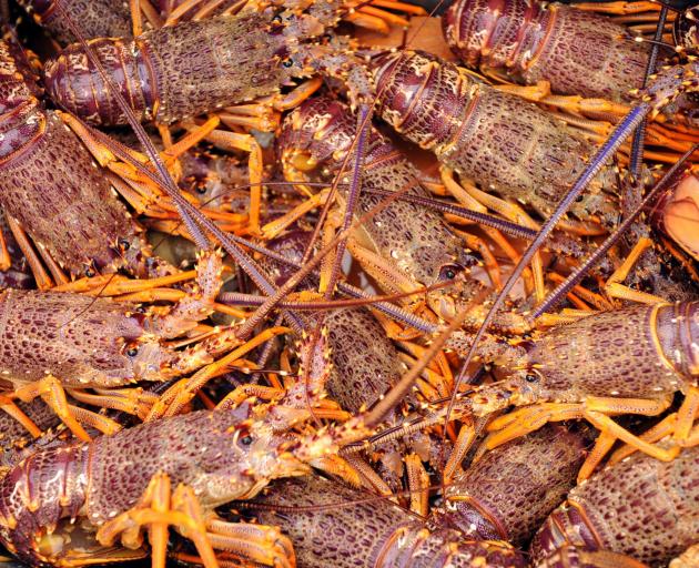 Rock lobster catch allowances are set to increase as other fisheries are closing to allow...