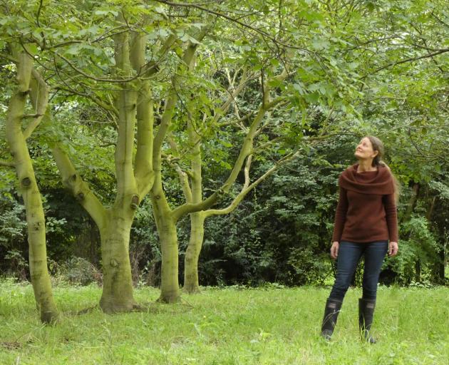 Walnut grower Heather North has reached the stage where her walnut trees at a Lincoln orchard pay...