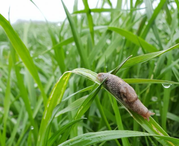 Slugs are building up in numbers and arable farmers are being advised to get out into paddocks to...