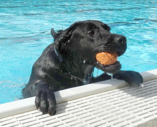 Black Labrador Indi (1) climbs out of the pool during a game of fetch.