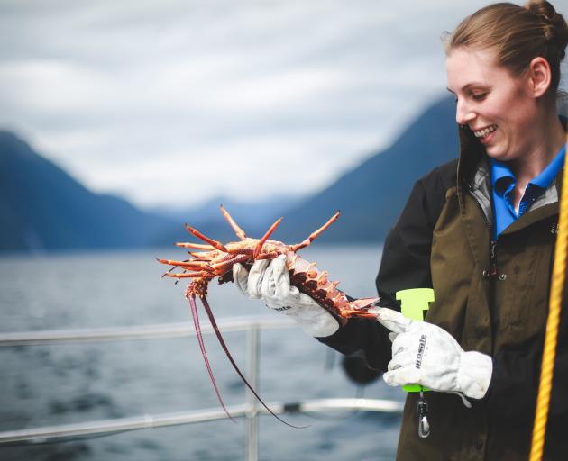 Jenny measures one of the crayfish pulled from a pot at Doubtful Sound.