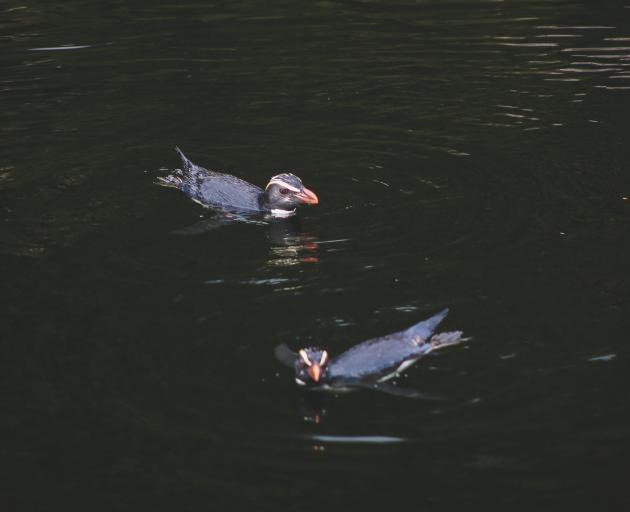 Fiordland crested penguins.