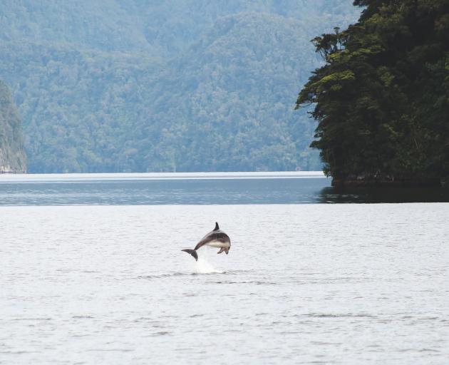 Bottlenose dolphins.