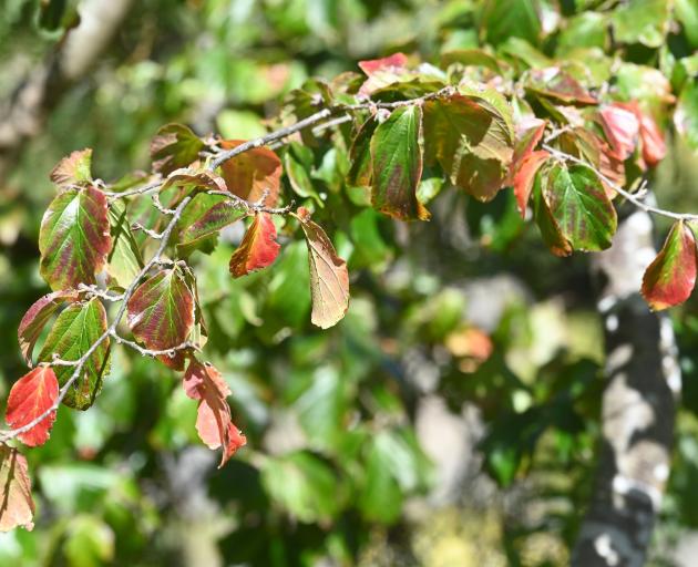 Parrotia persica. PHOTO: LINDA ROBERTSON