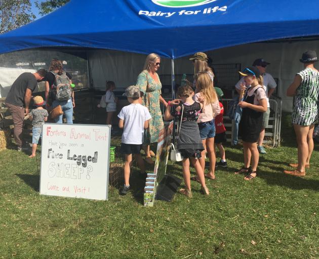 A five-legged sheep attracted plenty of attention at the 2020 Amuri A&P Show’s farmyard nursery....