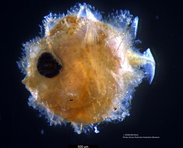 A larval sunfish, just millimetres across. PHOTO: KERRYN PARKINSON