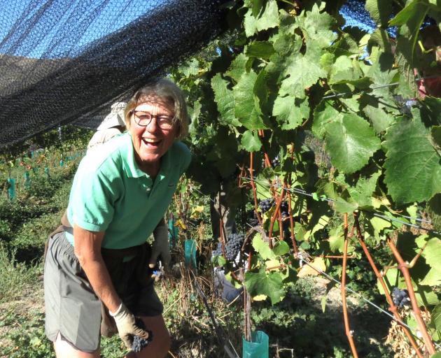 Ngaire Pierik, of Gibbston, enjoys the autumn warmth yesterday while picking pinot noir grapes at...