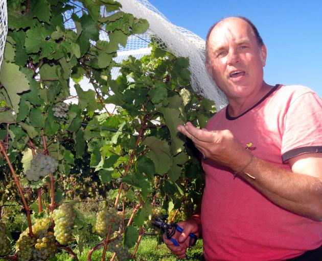 Precision Viticulture owner Gary Crabbe is happy with the size, quality and developing flavours...