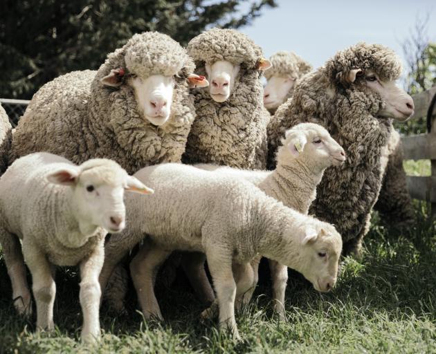 Armidale Merino breeding ewes and lambs. PHOTO: MARK CLINTON