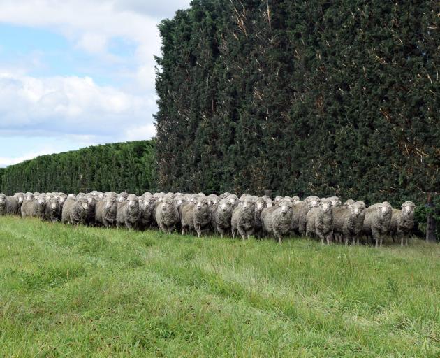 A flock of merino sheep stands ready to be part of the National Shearing Circuit finals on...