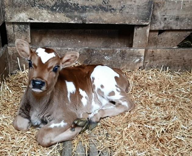 Dairy bull calf Rojo about two years ago. PHOTO: SUPPLIED
