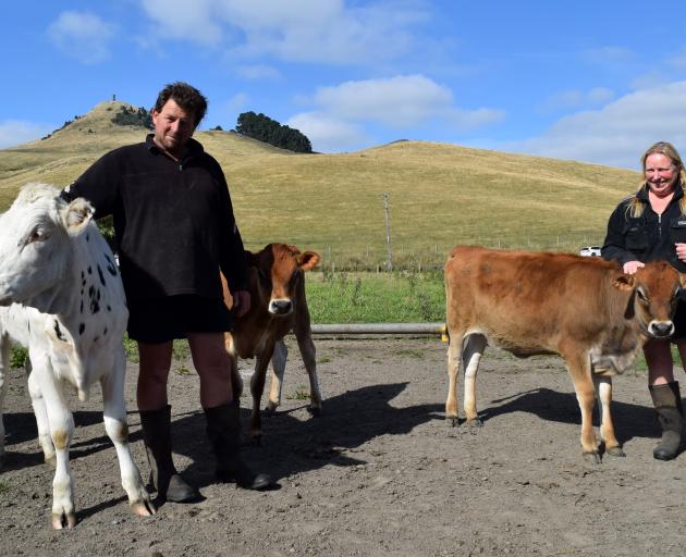 Otago Fresh Milk owners Steve and Shelli Mears stroke heifers on their dairy farm near Palmerston...