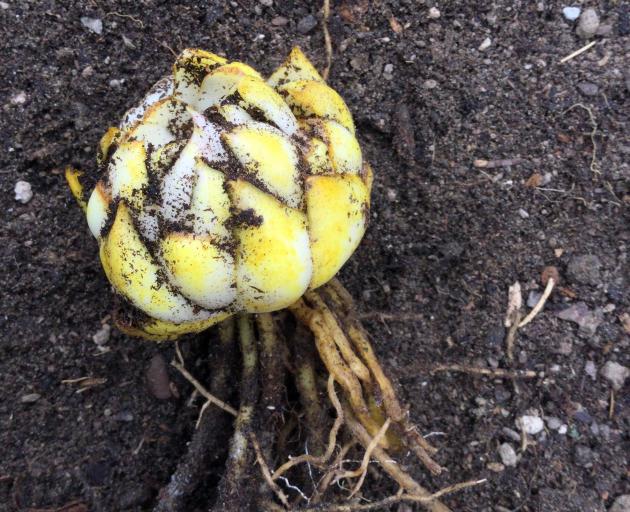 A patio lily bulb ready to be bagged for sale.
