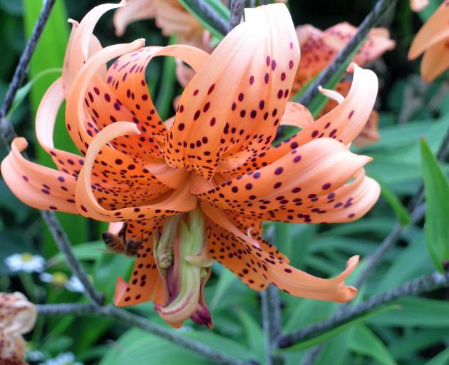 Tiger lilies have little bulbils on the stems.

