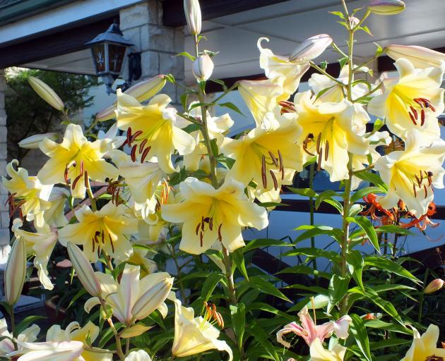 Conca d’Or is a reliable Oriental-trumpet (OT) lily.