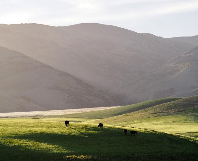 A shortage of workers at meat processing plants has flow-on effects for farmers as they try to...