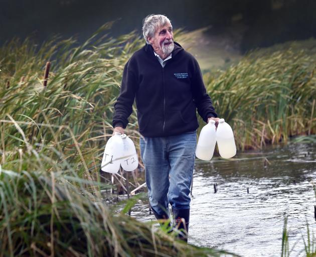 Wading through the shallows of Dunedin’s Tomahawk Lagoon is Ecotago chairman Andrew Innes. Mr...