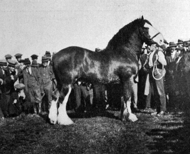Clydesdale stallion Baron Bold, sold for 750 guineas at Mr J. Patrick’s Lee Creek stud. — Otago...