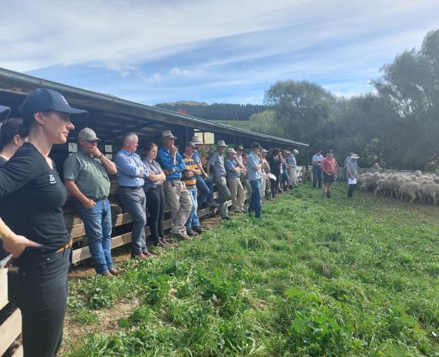 Merino farmers didn’t let a shortage of judges ruin the Canterbury Merino Association’s two-tooth...