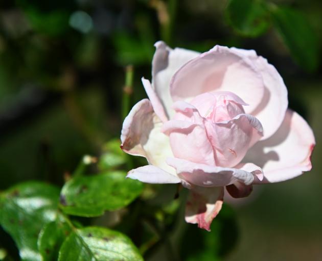 ‘New Dawn’ climbing rose. PHOTO: LINDA ROBERTSON