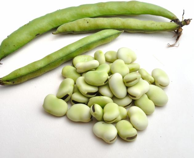 Broad beans can be planted now.  PHOTO: GETTY IMAGES