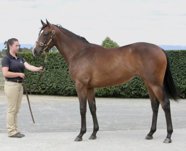 Riverfalls at the Karaka Sales in January 2018. Photo: New Zealand Bloodstock