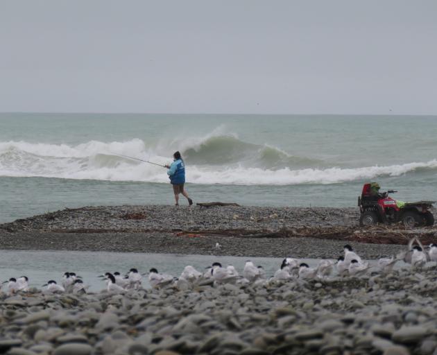 A lone angler targets sea-run salmon at the mouth of the Waitaki River last month. PHOTO:...