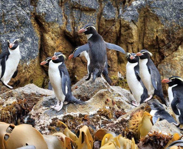 Snares Penguins.