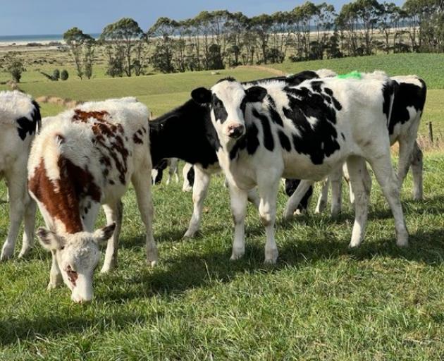 Tim and Katy Button’s calves at Port Molyneux.