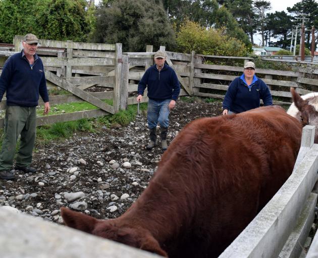 The Erskines load 18-month-old beef Shorthorn cattle on to a truck on their sheep and beef farm...