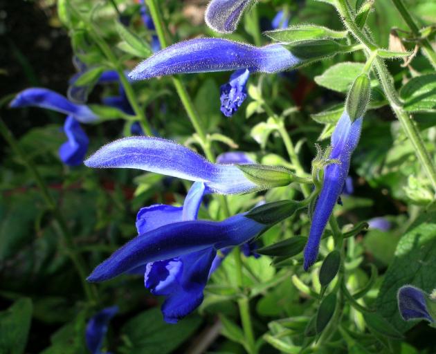 Salvia patens is one of the best blue-flowered plants.