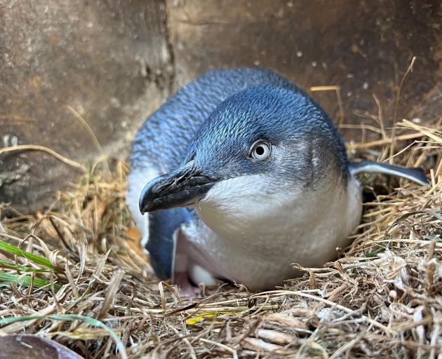 A male penguin sits on the Oamaru Blue Penguin Colony’s first egg for the 2022 season. PHOTO:...