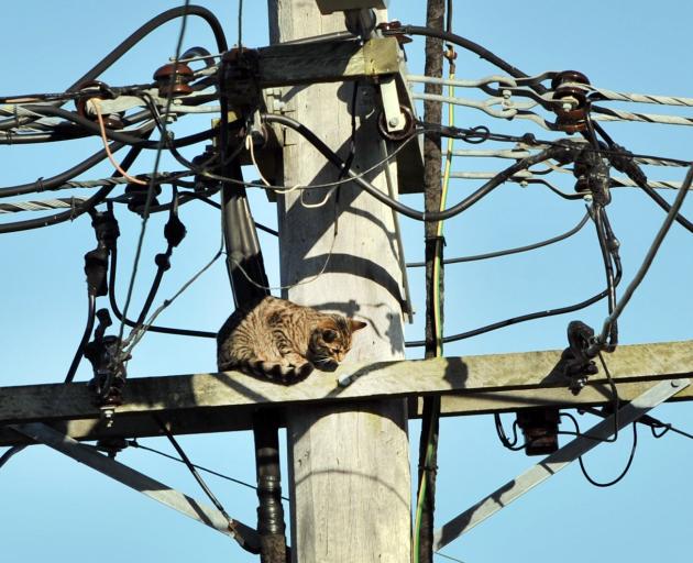 Ratbag the cat considers the consequences of her actions after climbing up a power pole in...