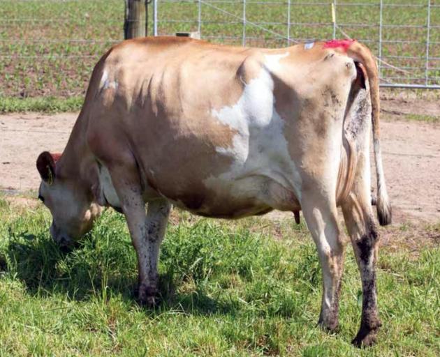 Jersey cow Posterity Man Susie sold to a South Otago dairy stud for $55,000 - the highest price...