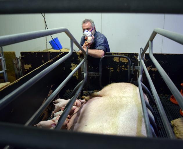 Bloem Farm owner Pieter Bloem watches piglets feeding on a sow in a farrowing crate in his...