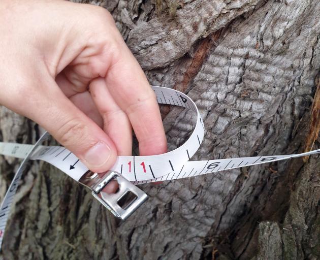 A macrocarpa tree in Invercargill has an 11m circumference. PHOTO: SELWYN FOSBENDER