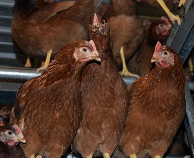 Hens perch in a shed on Hillgrove egg farm in East Otago.