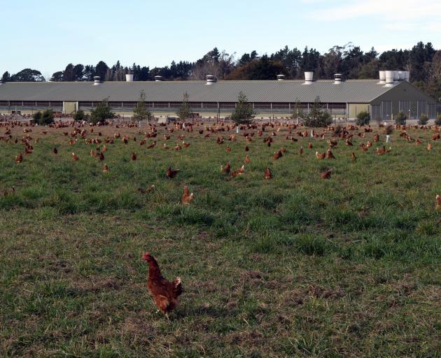 Hens search for grubs on a range at Hillgrove egg farm in East Otago.