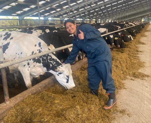 Papakura High School pupil Amazinggrace Liaina (17) pats a cow in a winter barn.