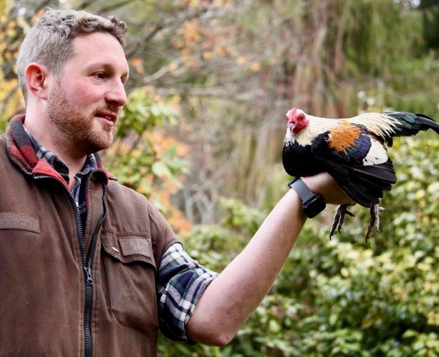 Breeder Austin Smith holds his favorite golden duckwing old English game bantam called Maximus....